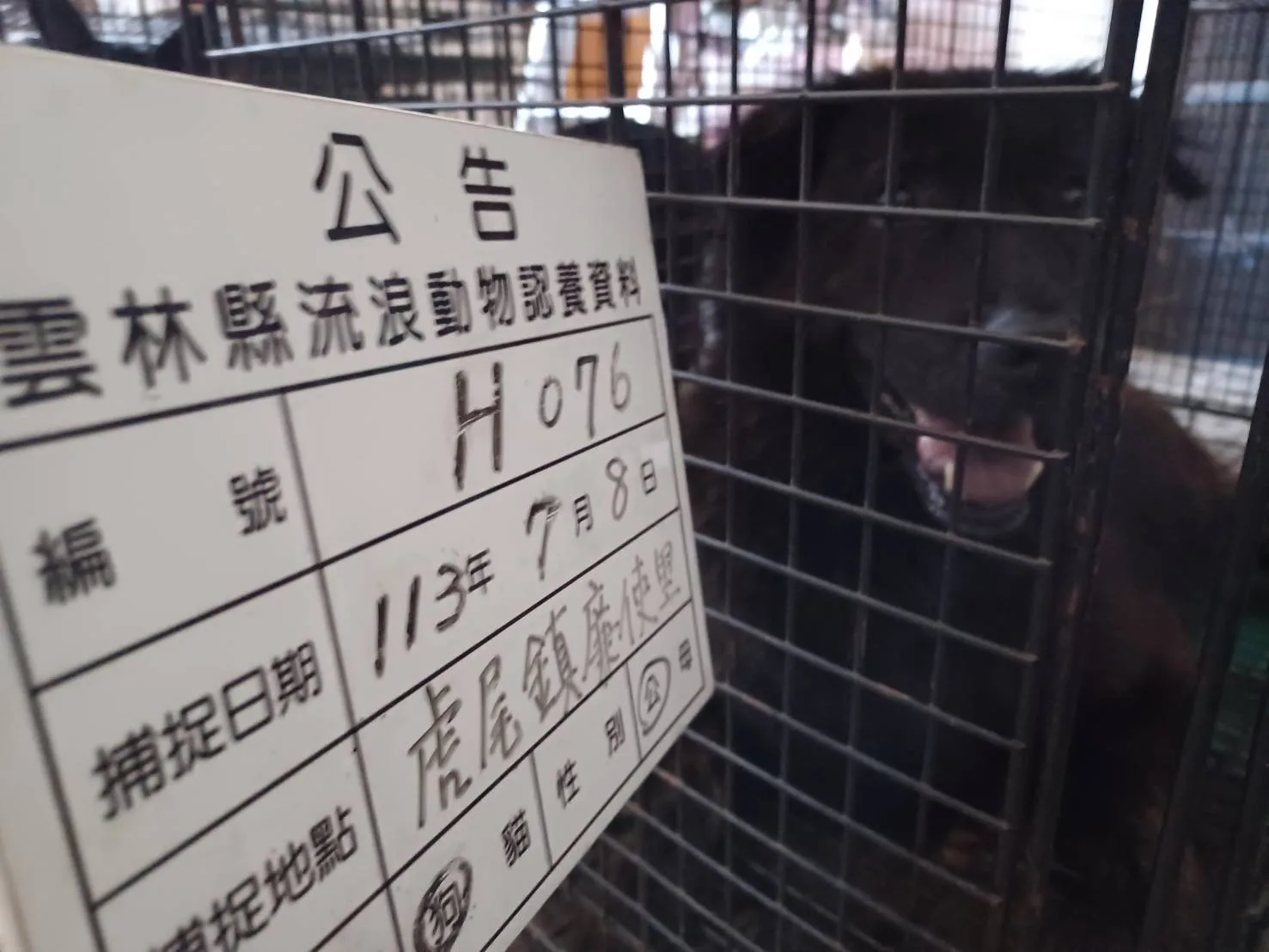 混種犬