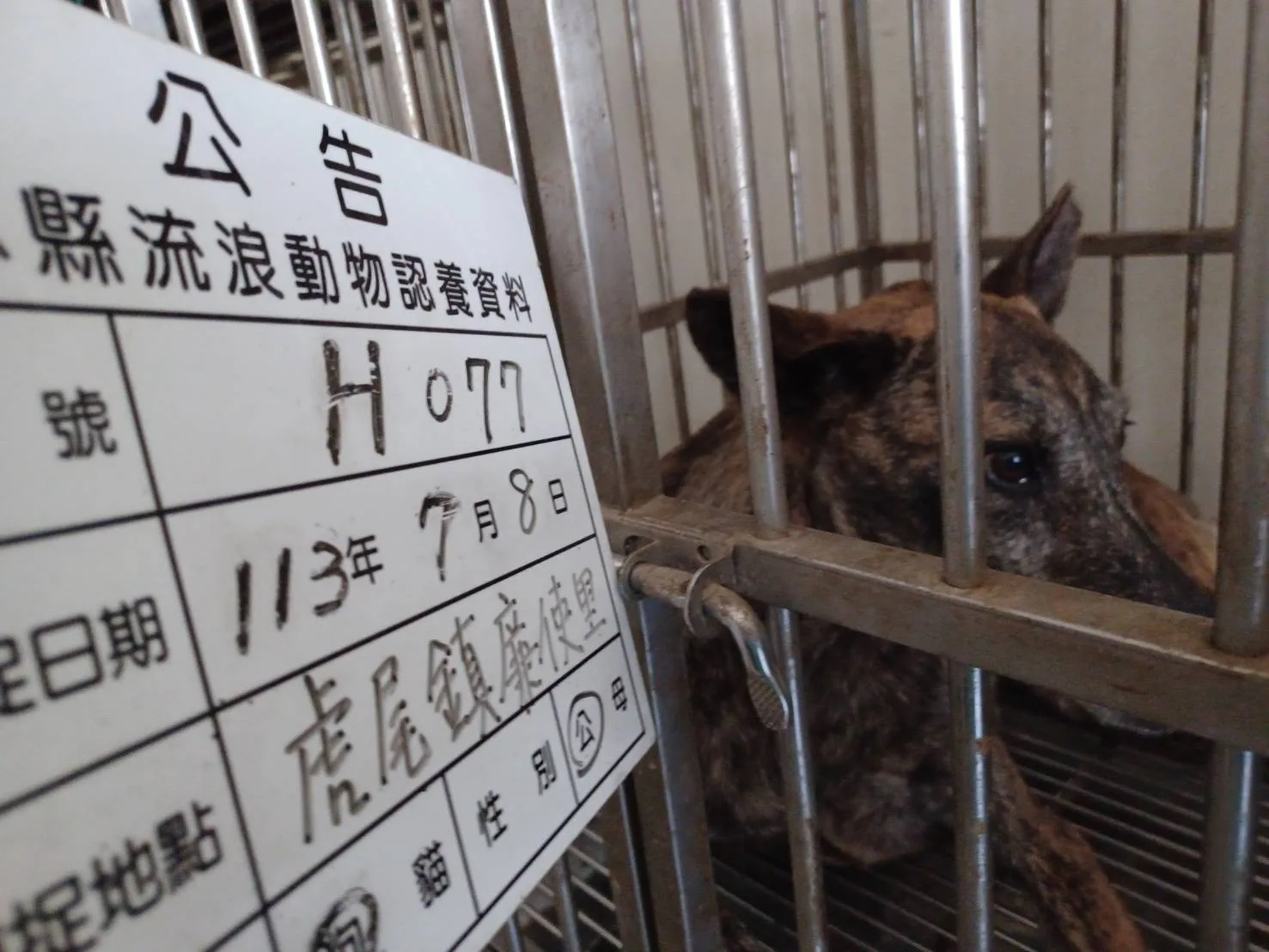 混種犬
