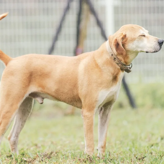混種犬