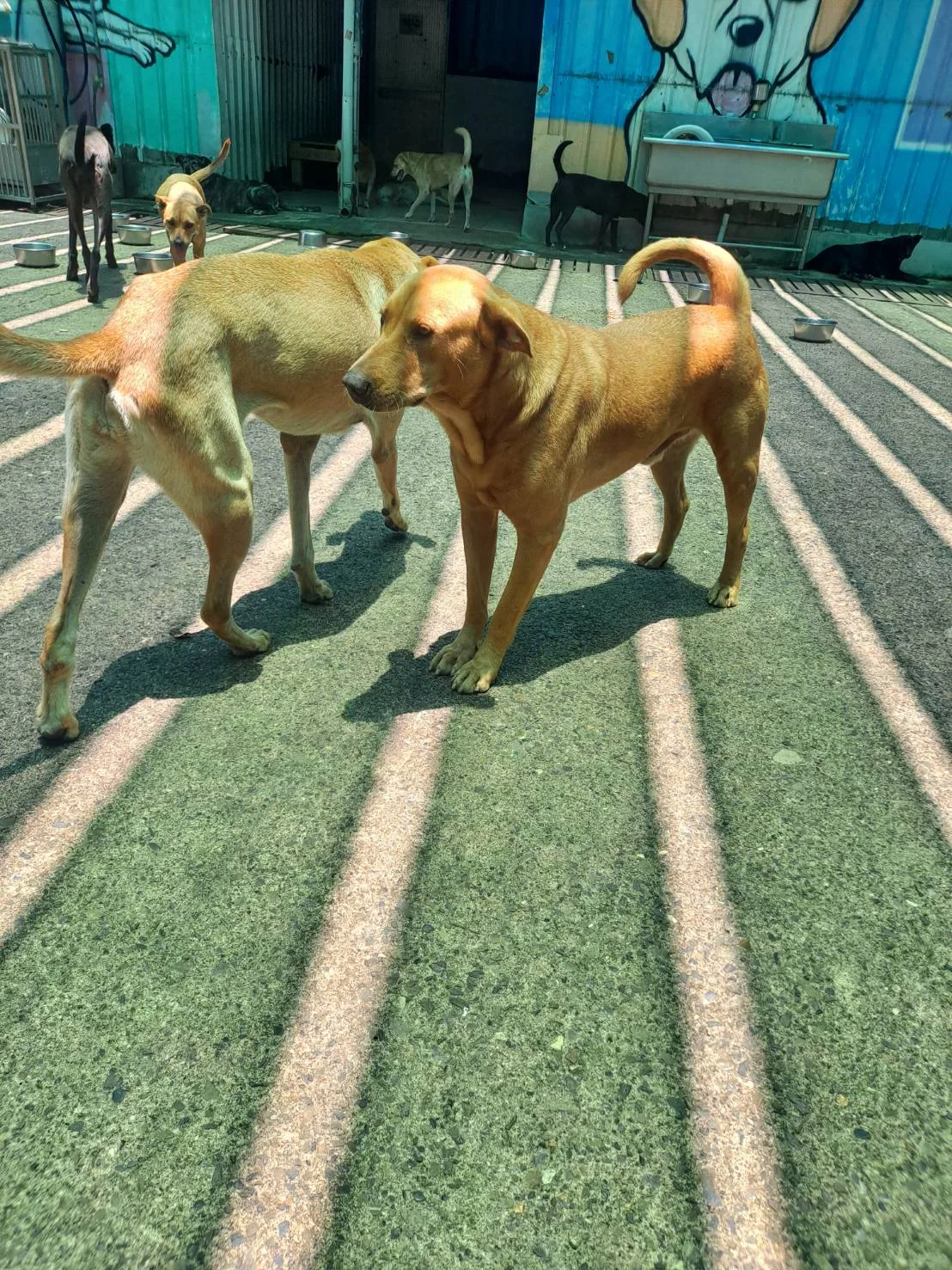 混種犬