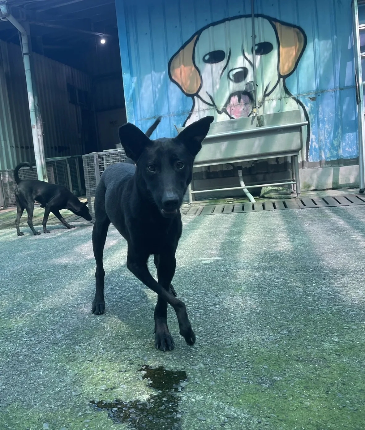 混種犬