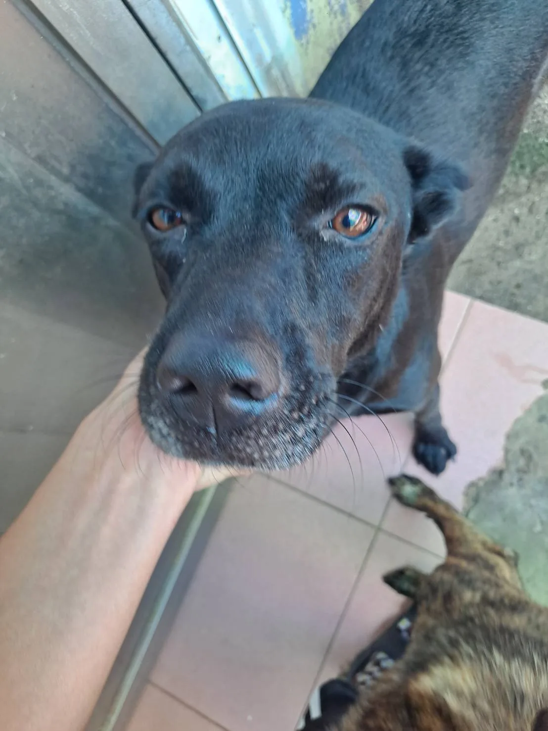 混種犬