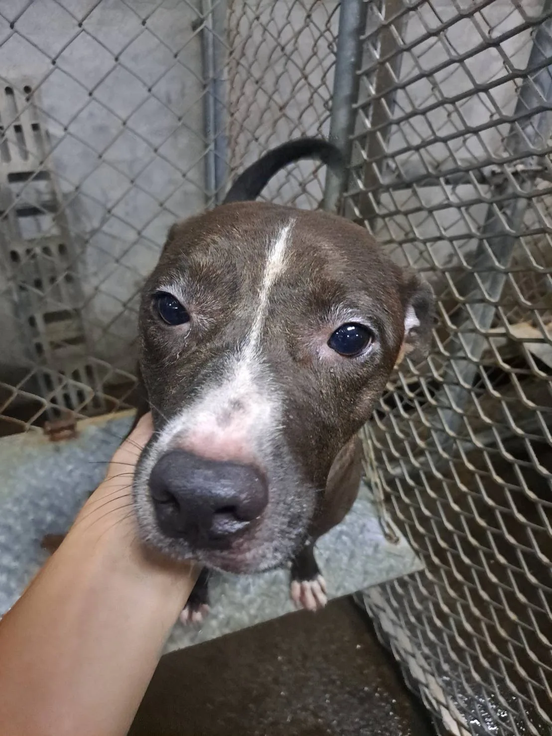 比特犬