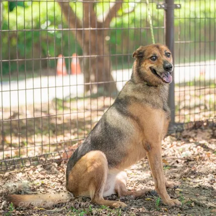 混種犬