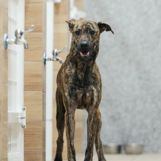 混種犬
