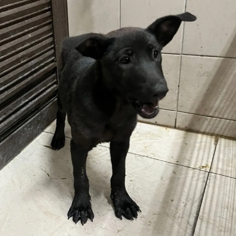 混種犬