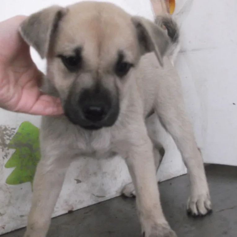 混種犬