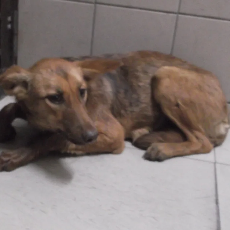 混種犬