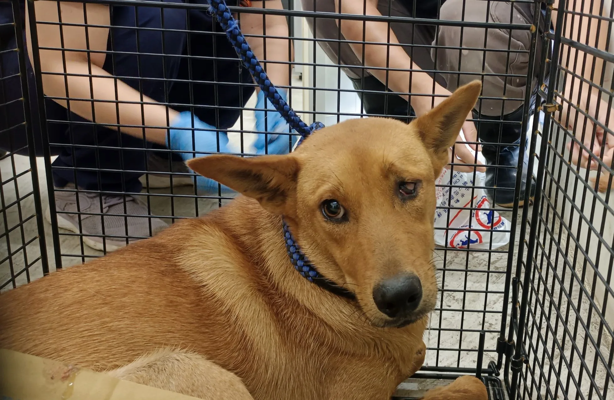 混種犬
