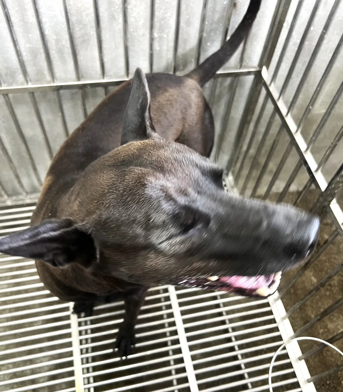 混種犬