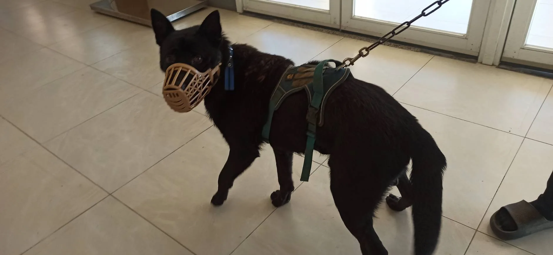 混種犬