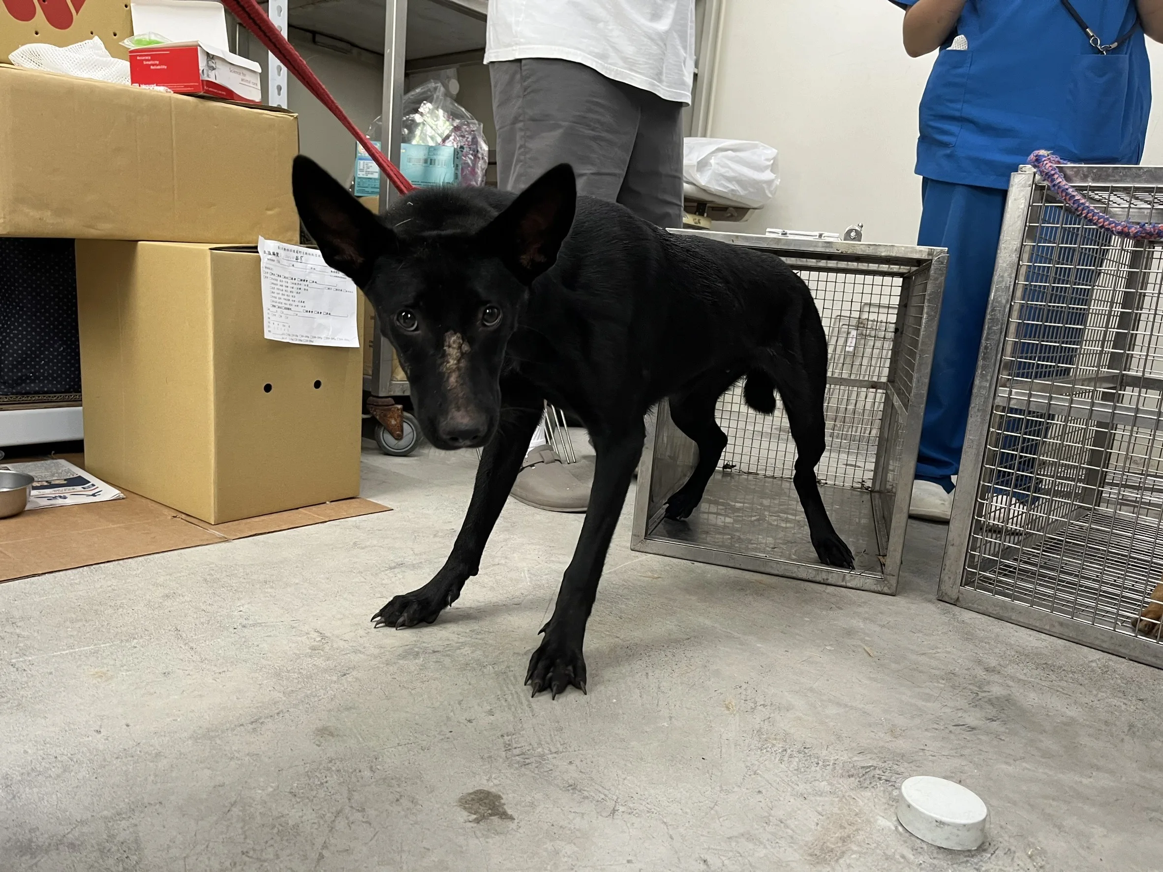 混種犬
