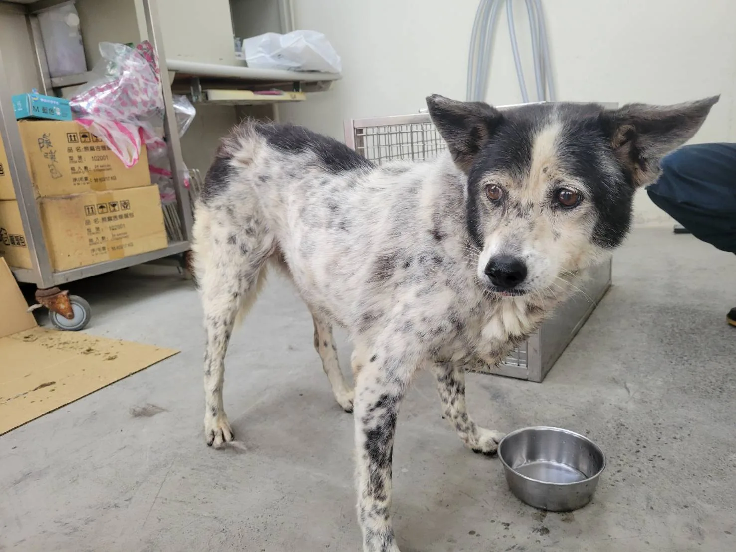 混種犬