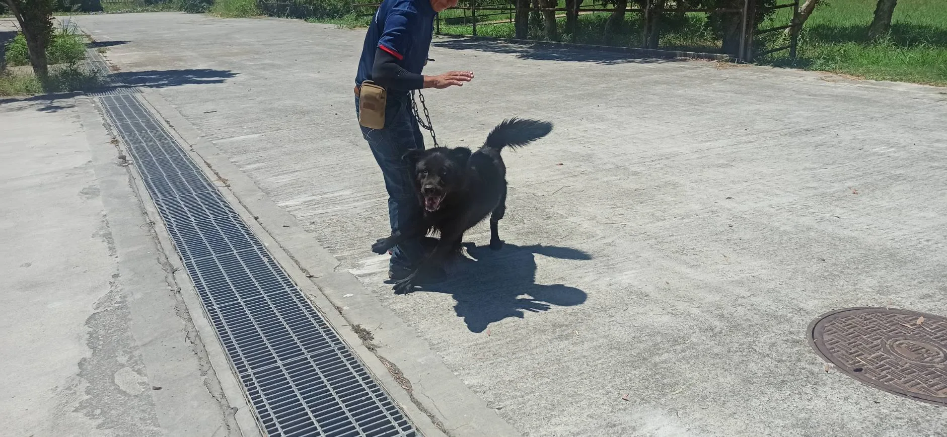混種犬