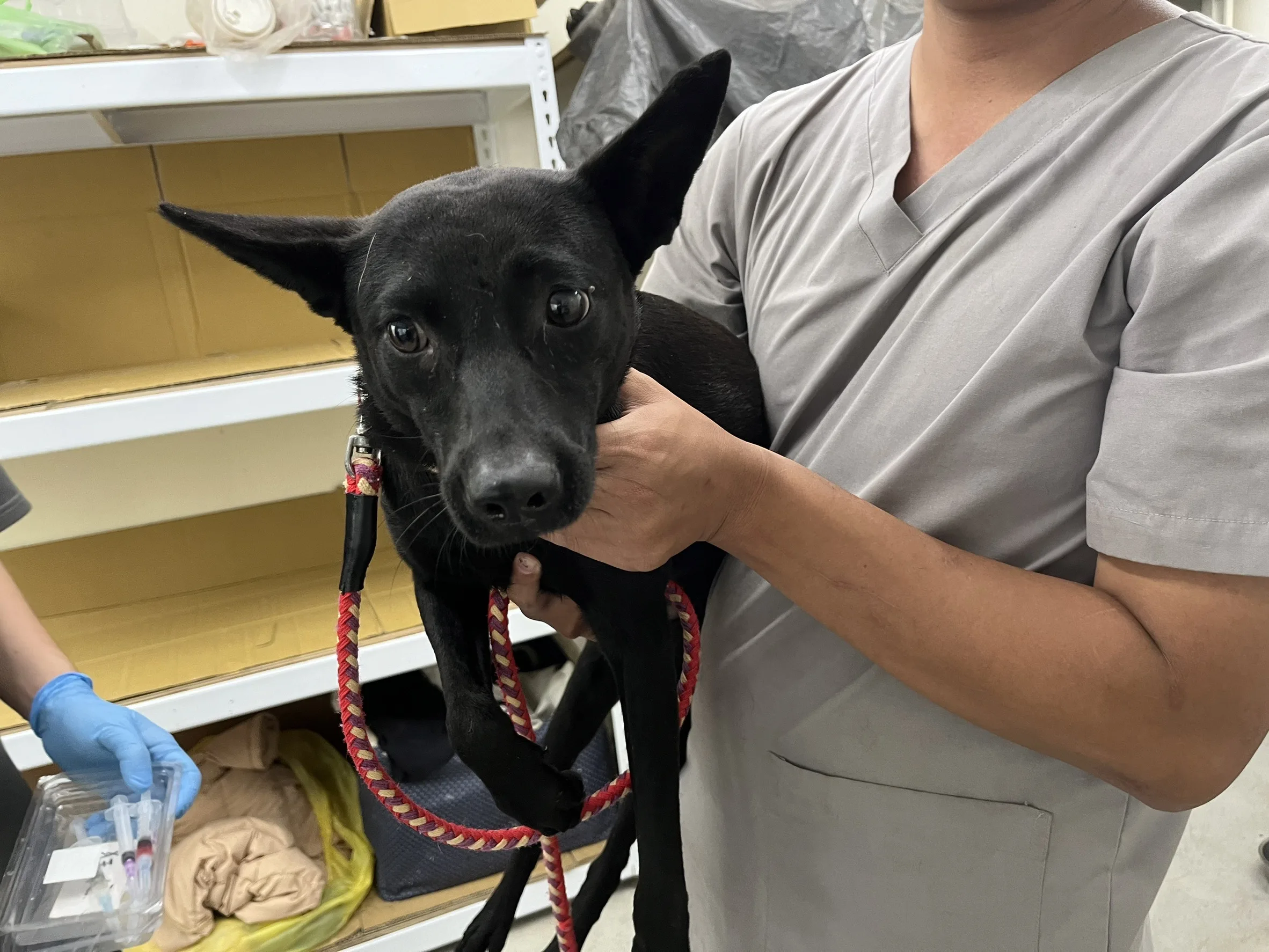 混種犬