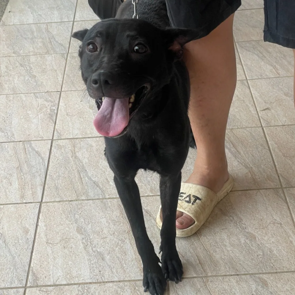 台灣犬