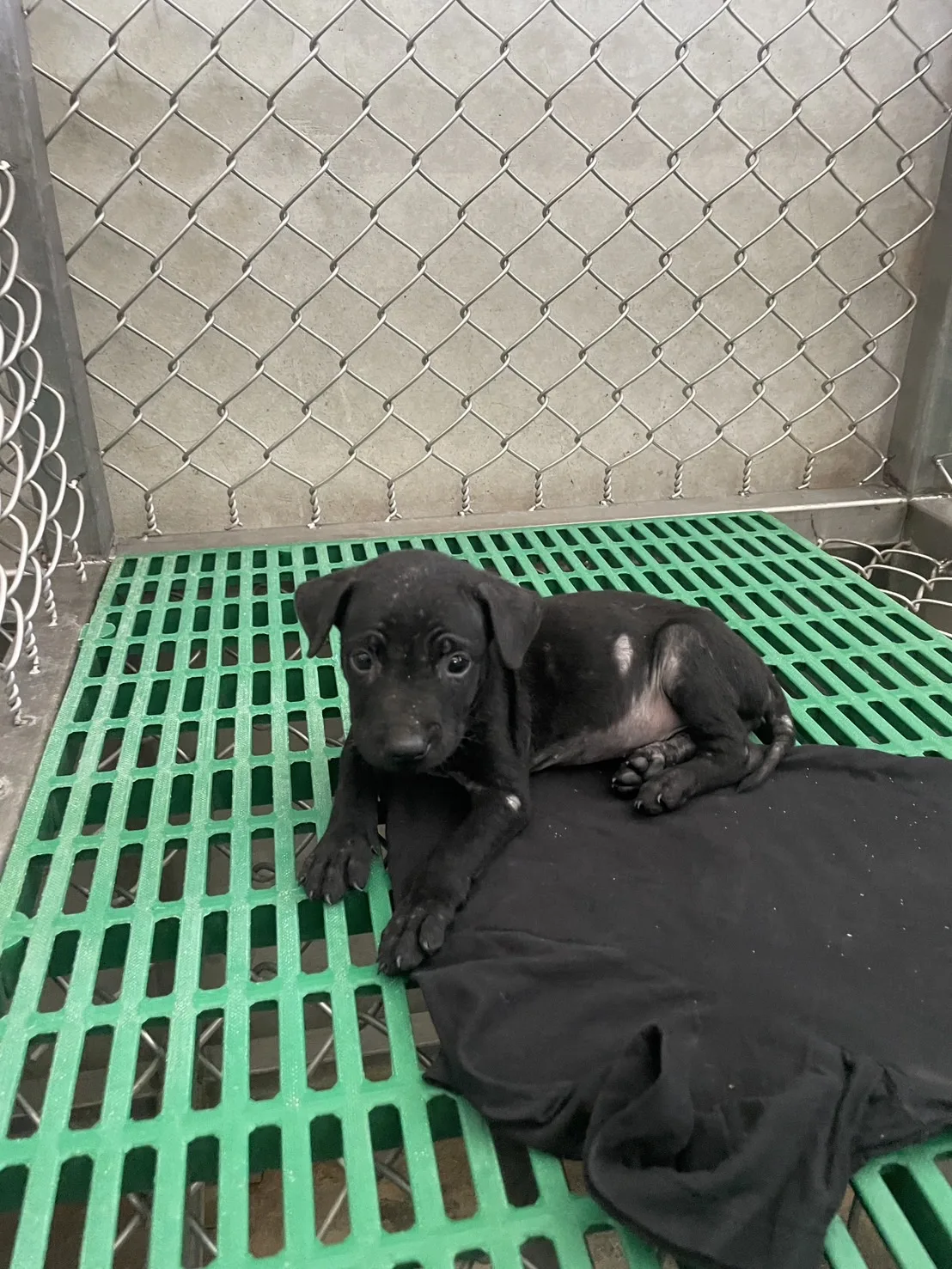 混種犬