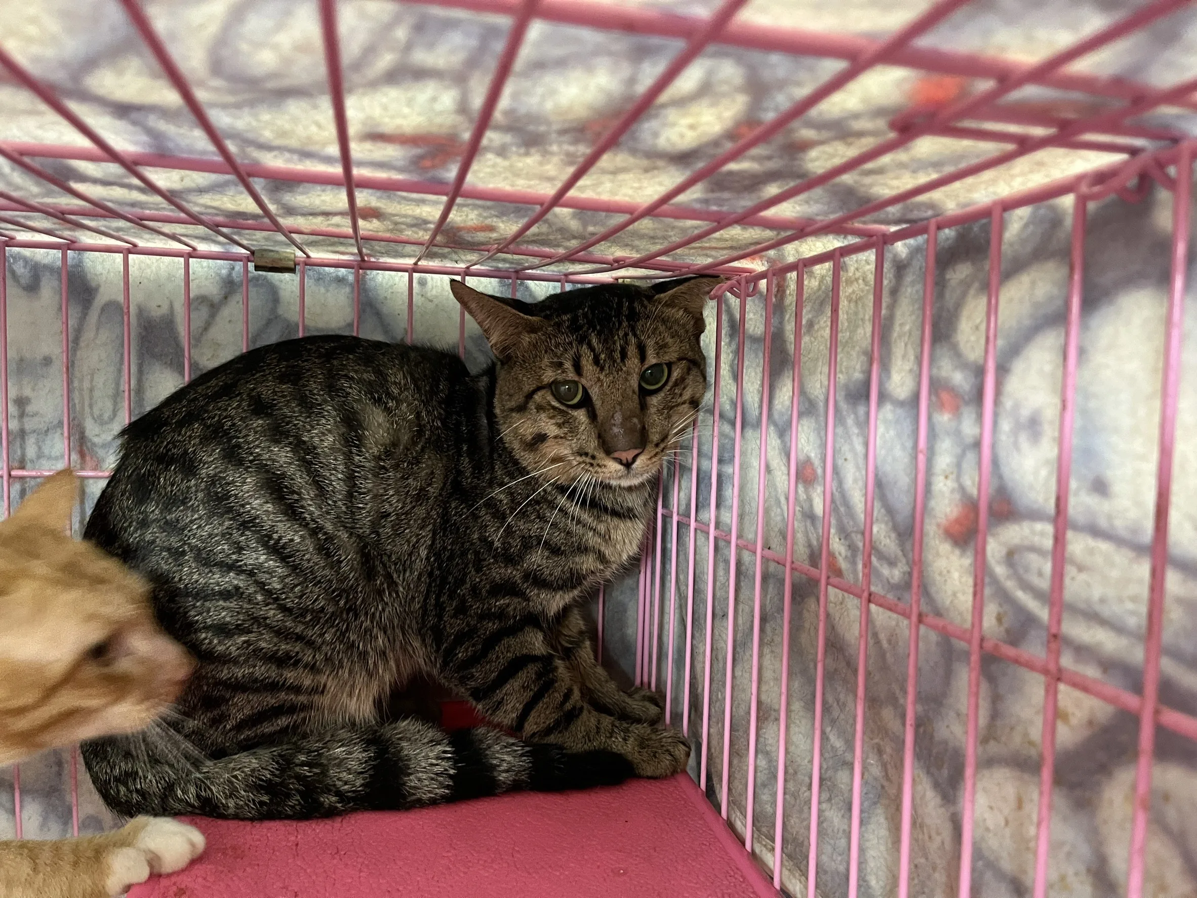 混種貓