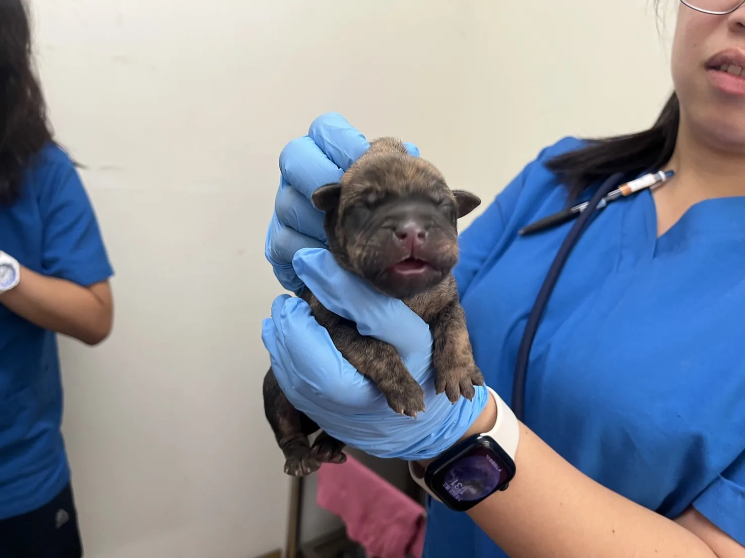混種犬