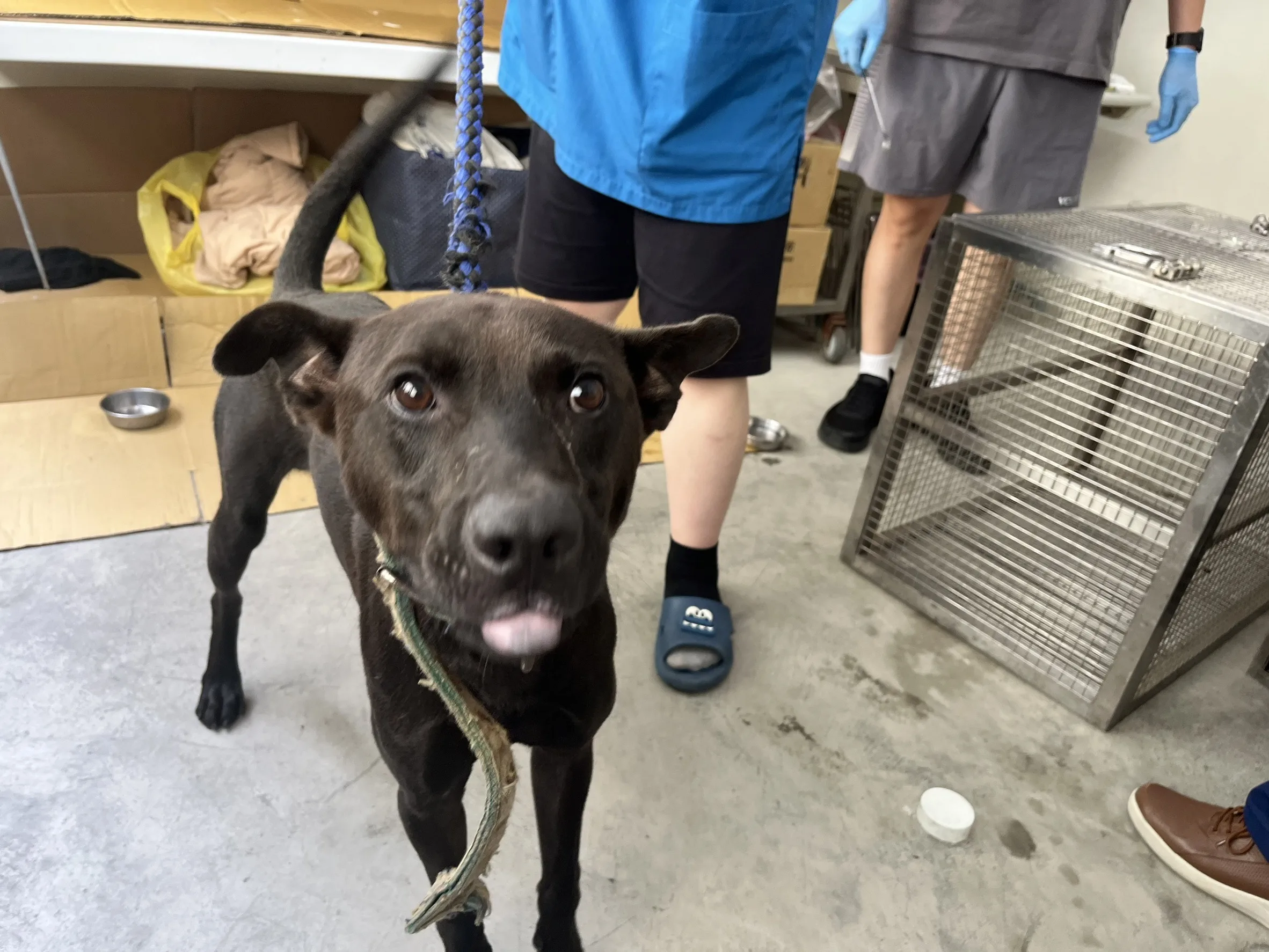 混種犬