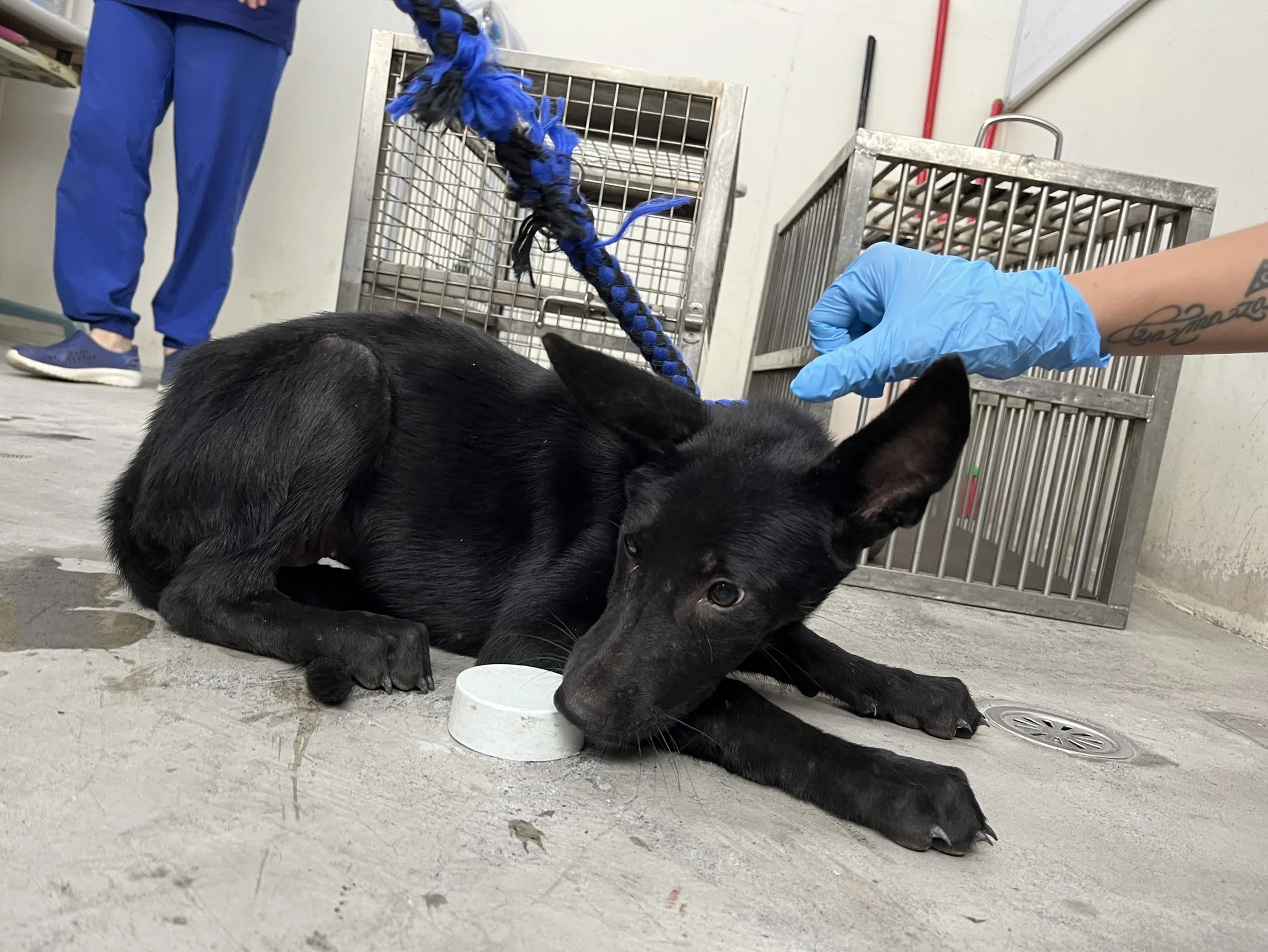 混種犬