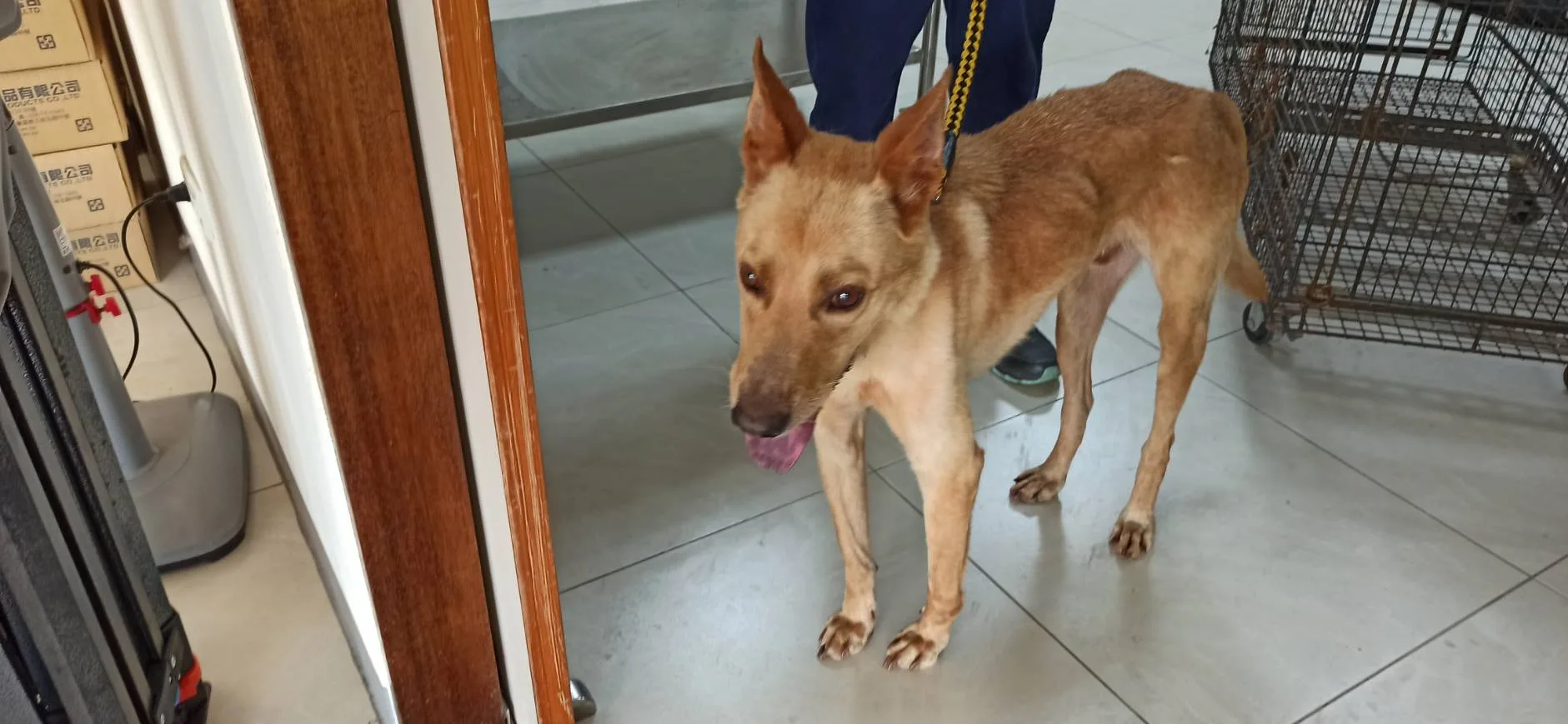 混種犬