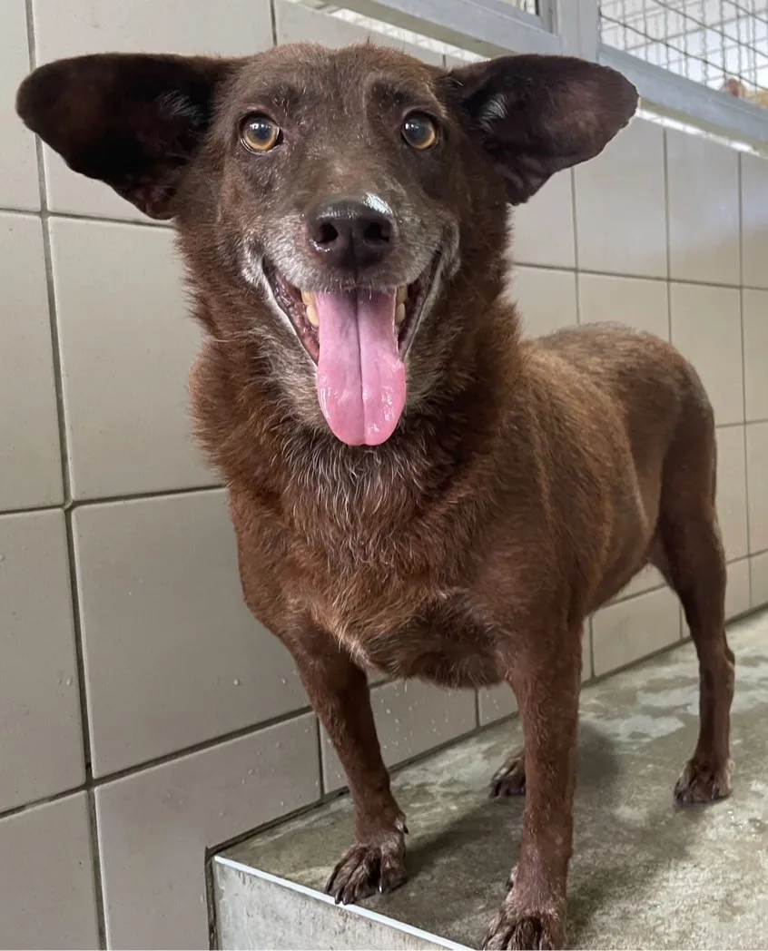 混種犬