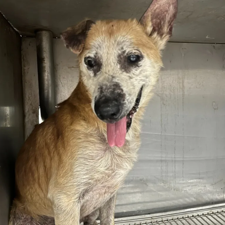 混種犬