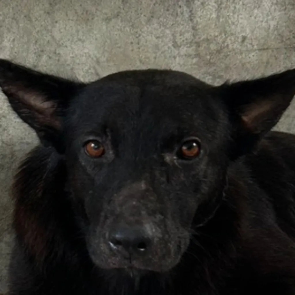 混種犬