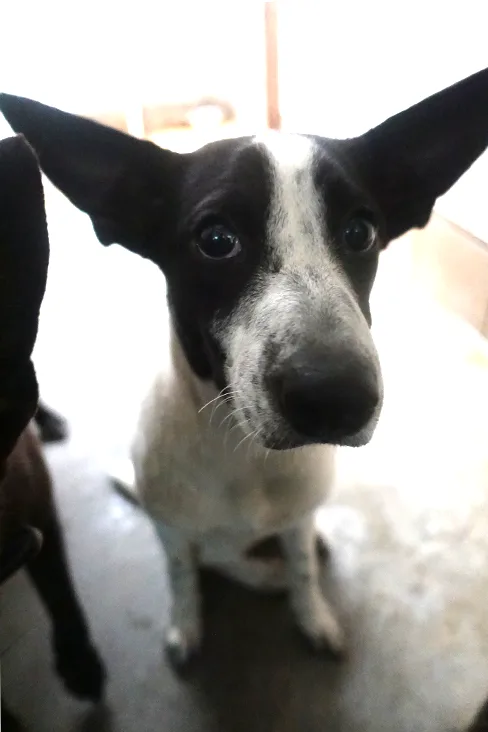 混種犬