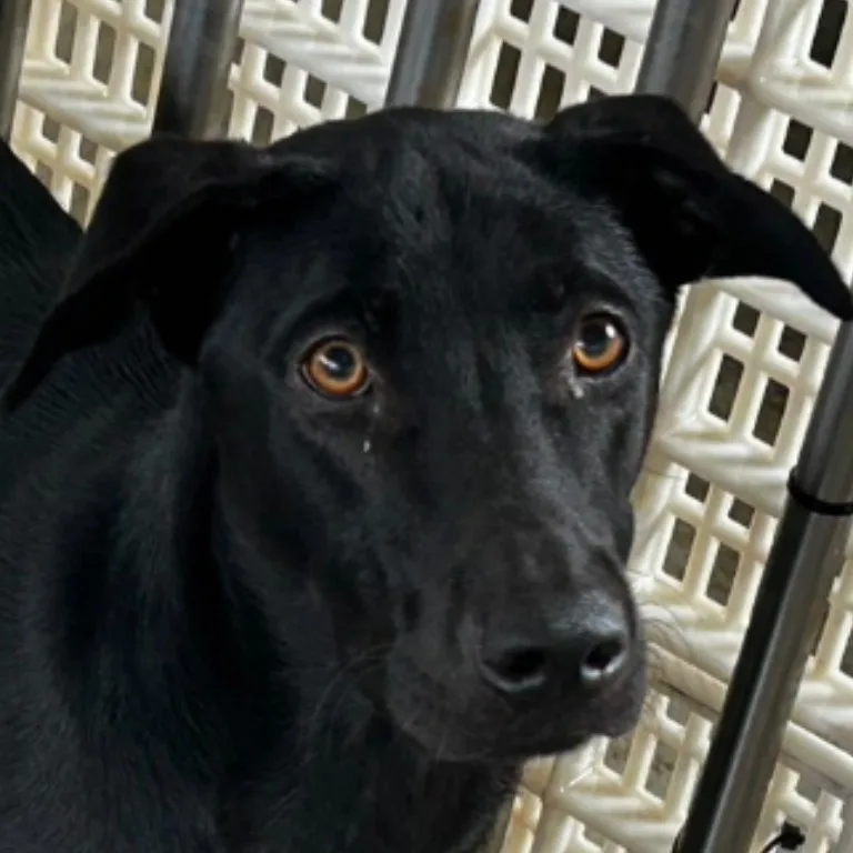 混種犬