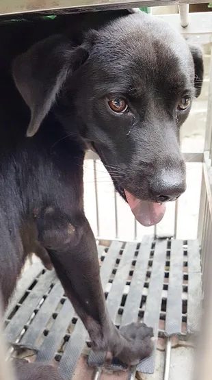 混種犬
