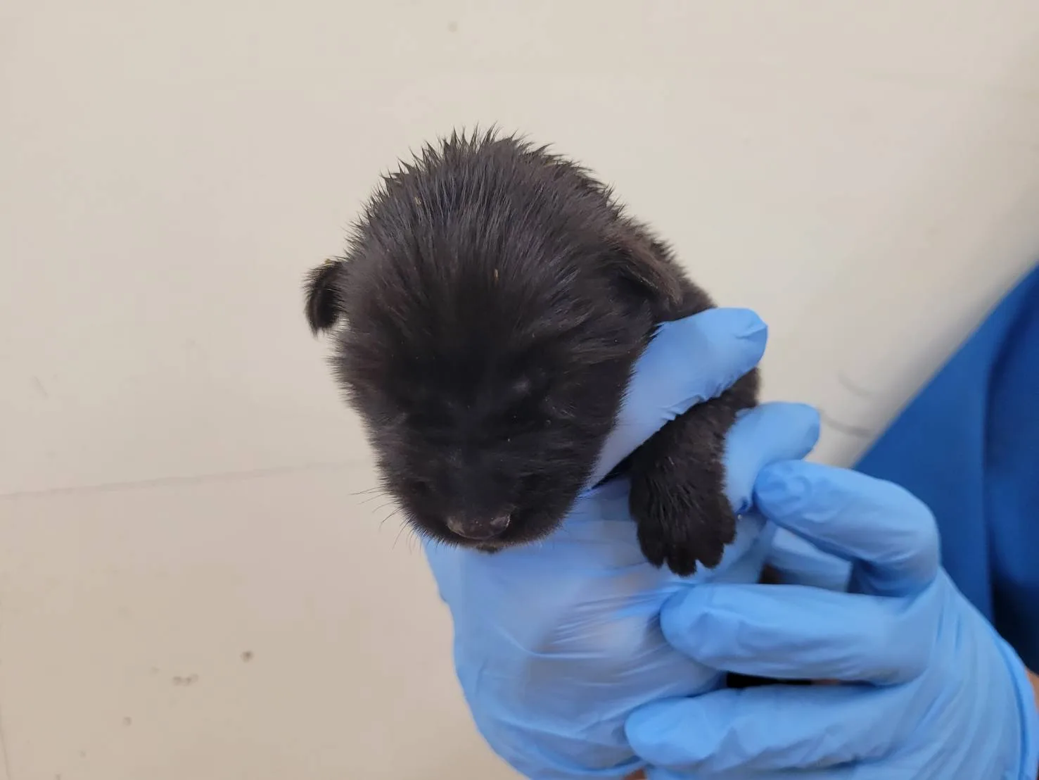 混種犬