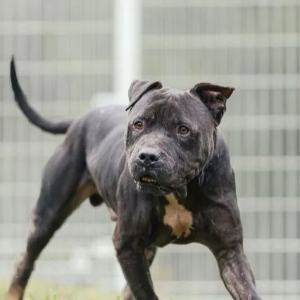 比特犬
