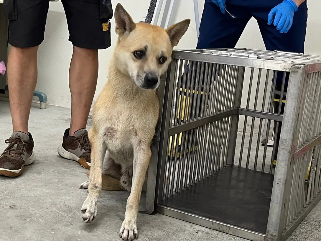 混種犬