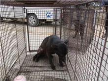 混種犬