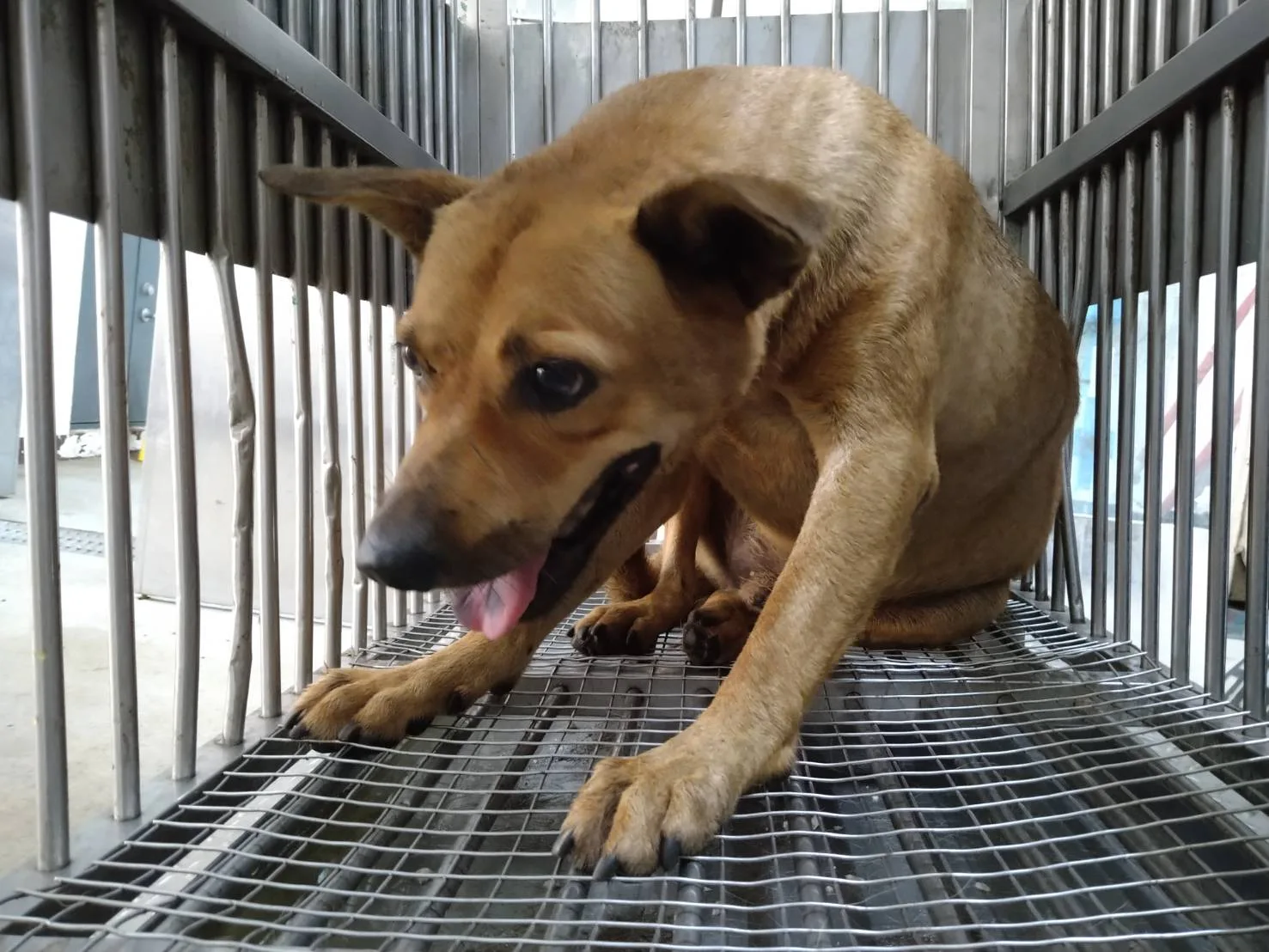 混種犬
