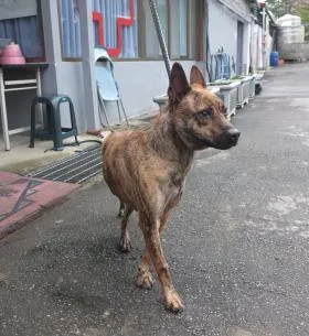 混種犬