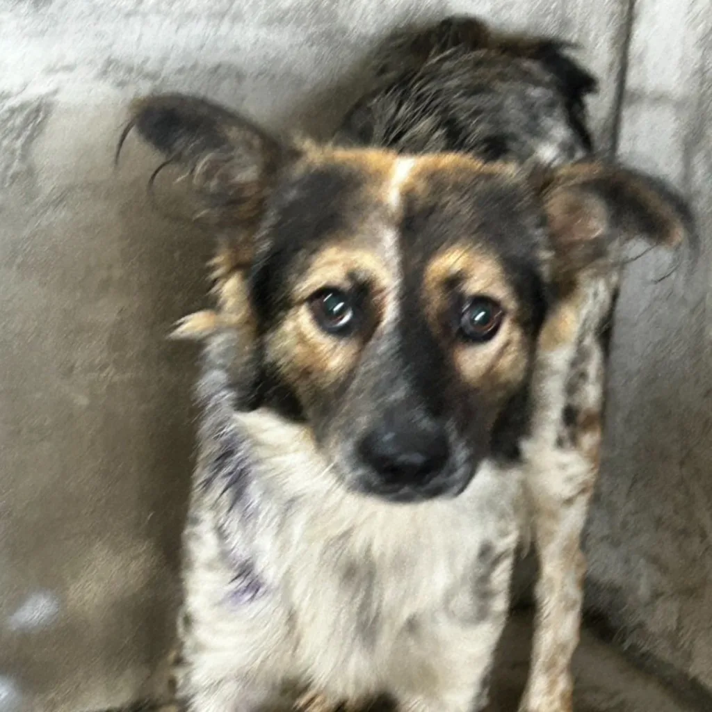 混種犬