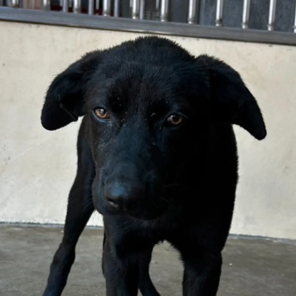 混種犬