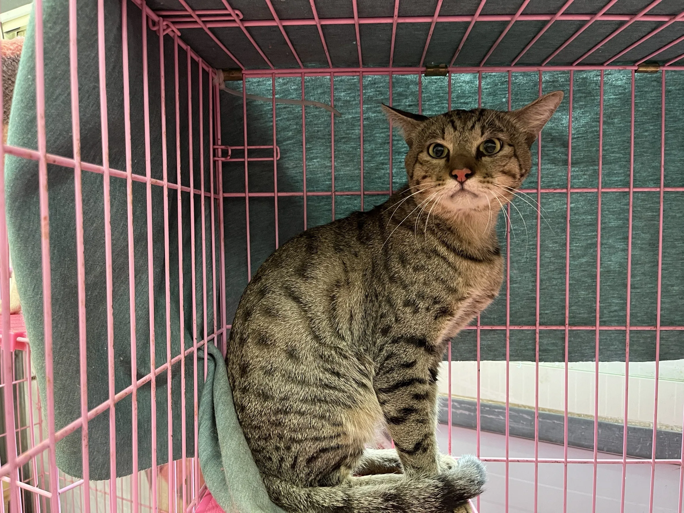 混種貓