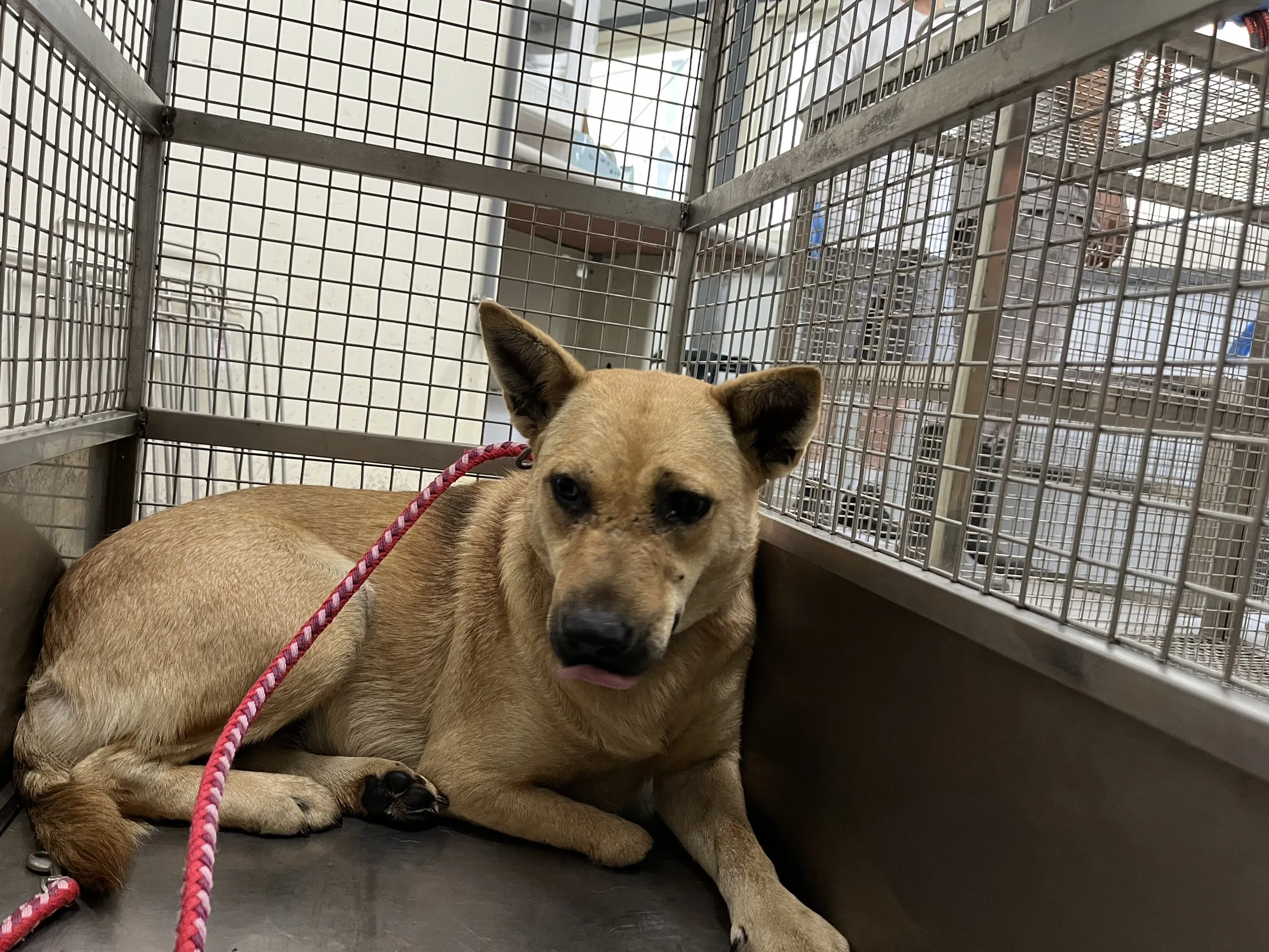 混種犬