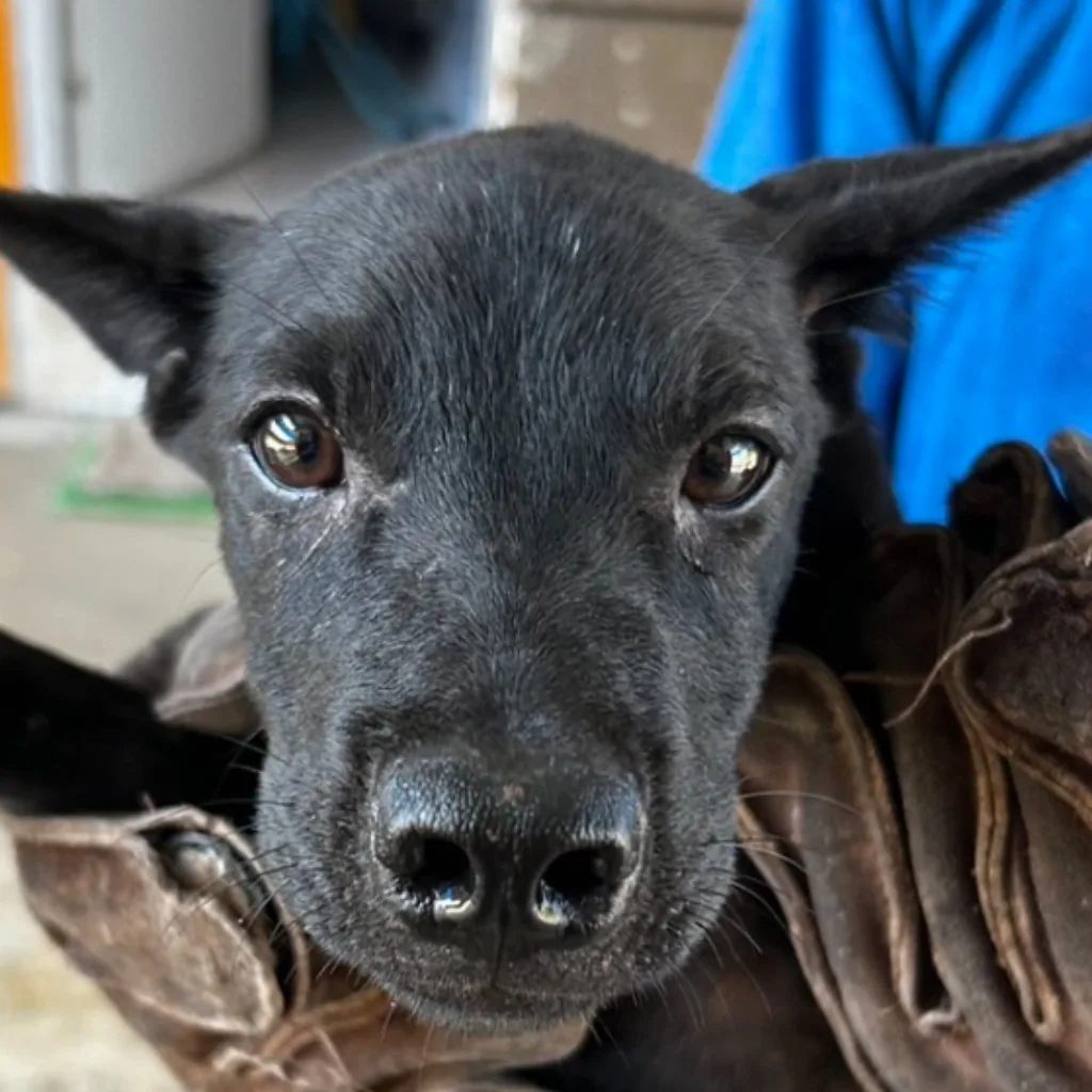 混種犬