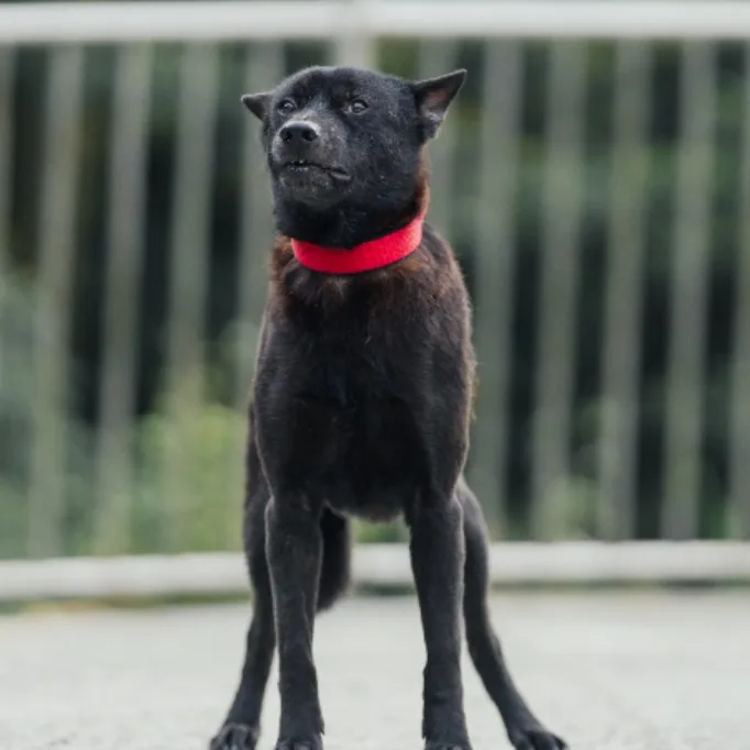 混種犬