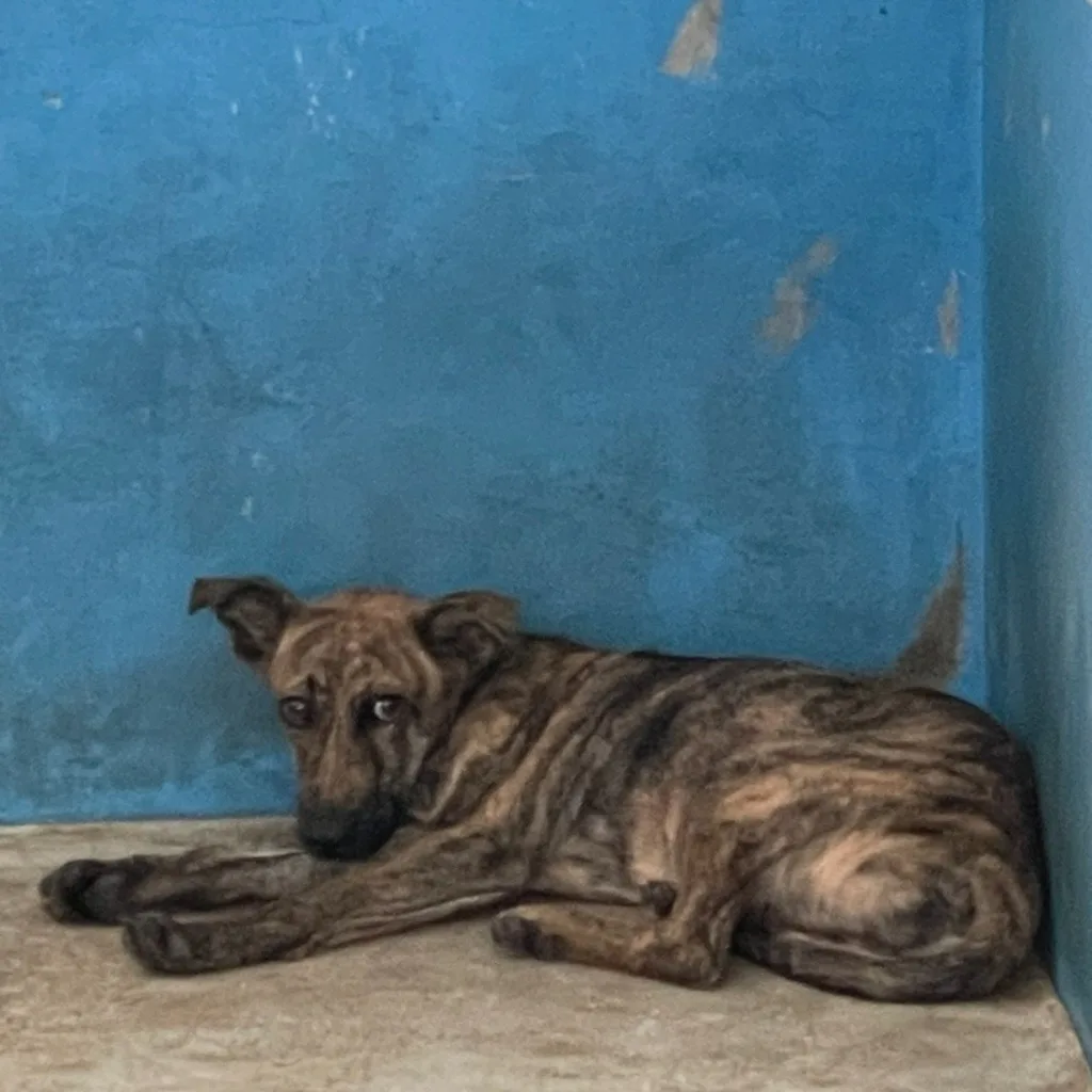混種犬