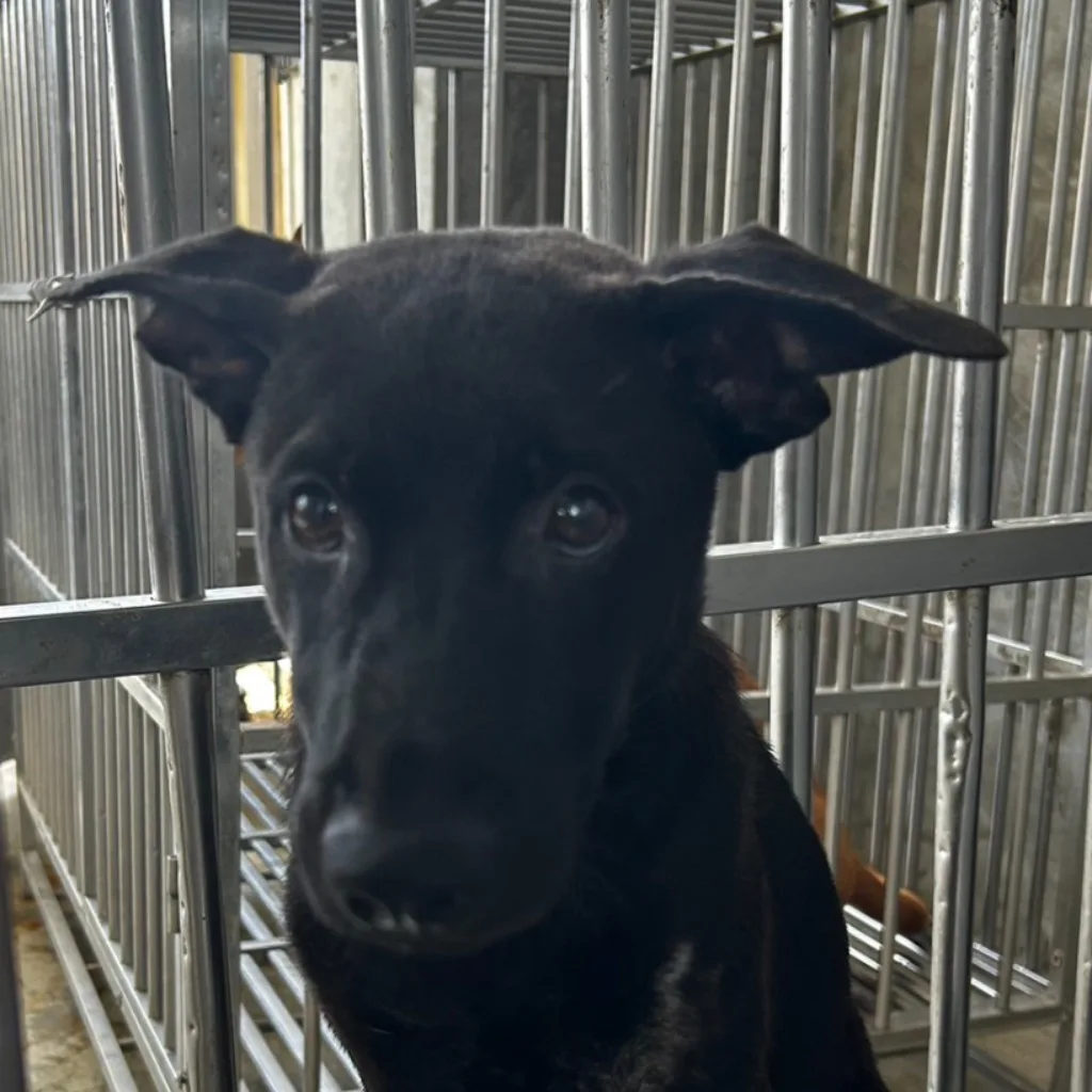 混種犬