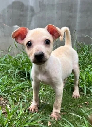 混種犬