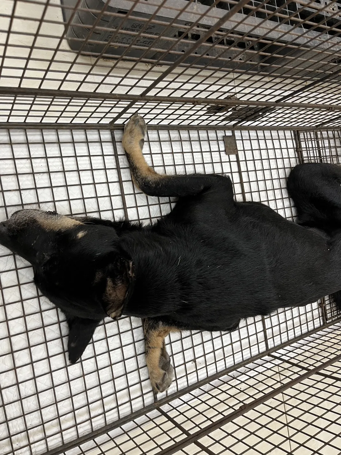 混種犬