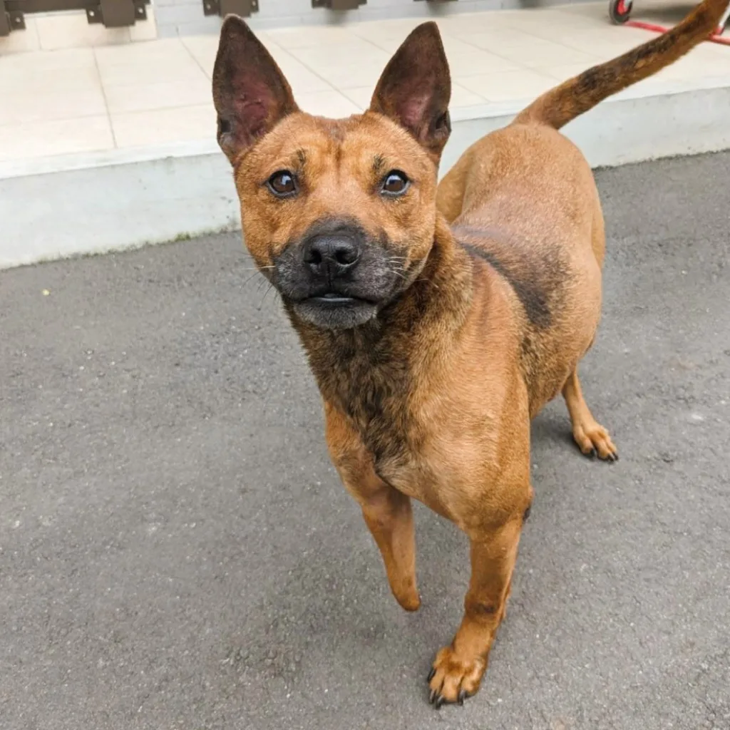 混種犬