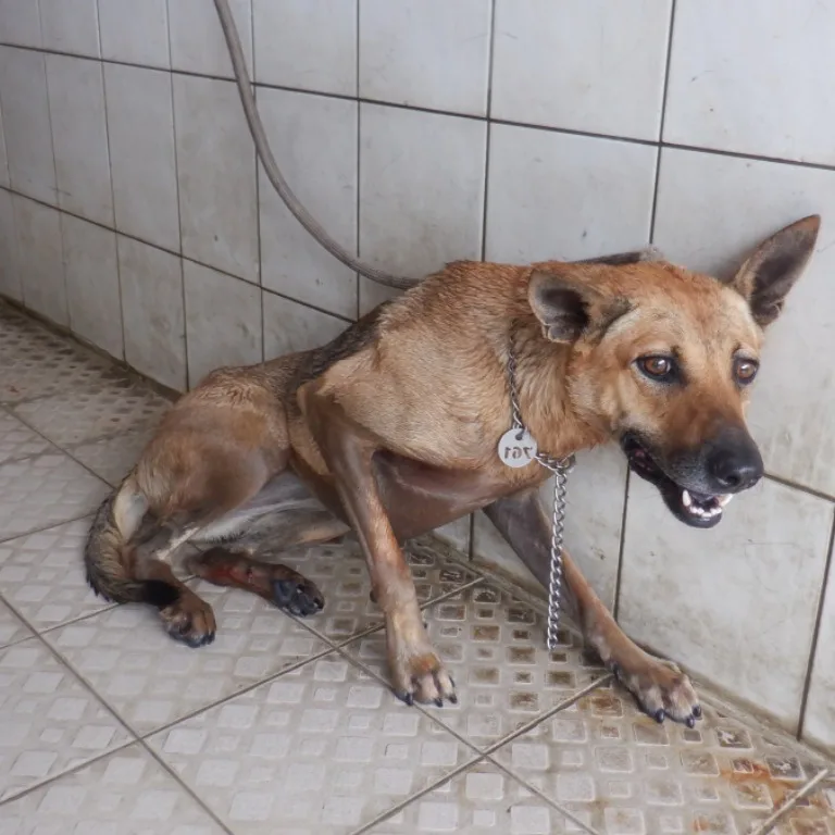 混種犬